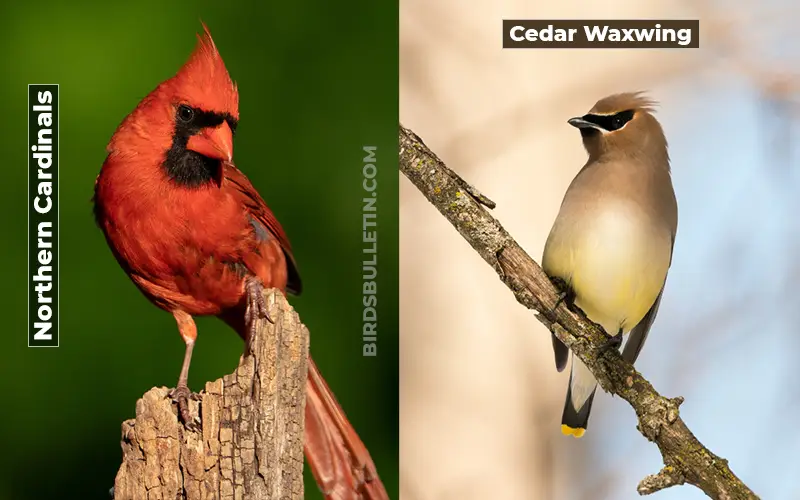 Birds Look Like Cedar Waxwing