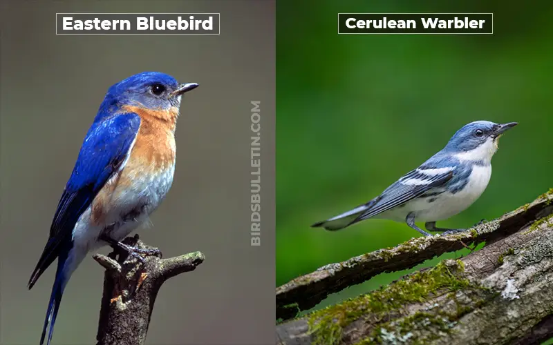 Birds Look Like Cerulean Warbler