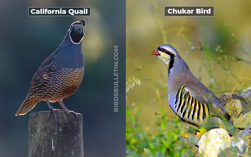 Birds Look Like Chukar
