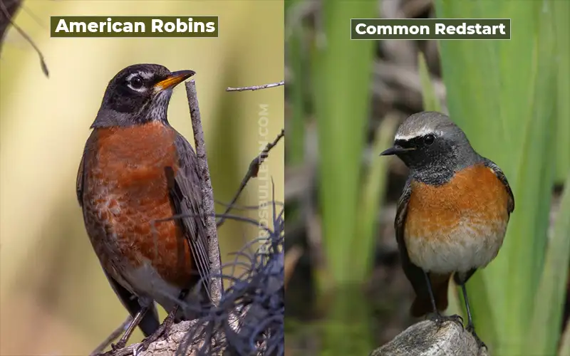 Birds Look Like Common Redstart