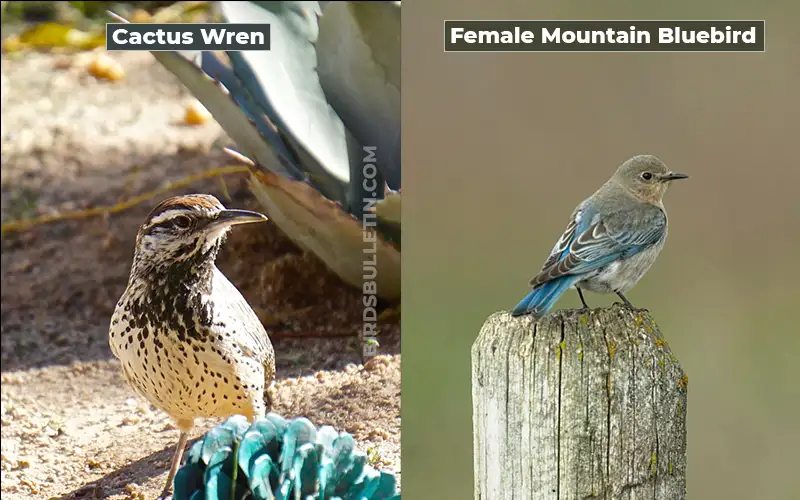 Birds Look Like Female Mountain Bluebird