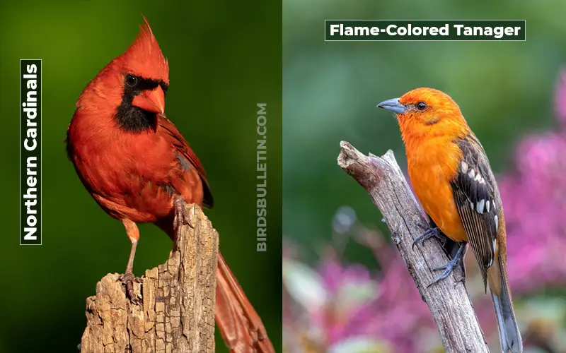 Birds Look Like Flame-Colored Tanager
