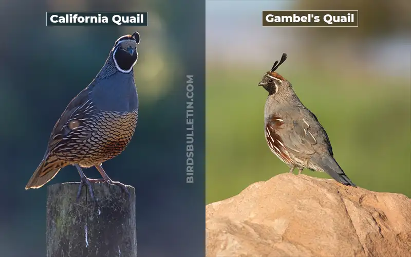 Birds Look Like Gambel's Quail