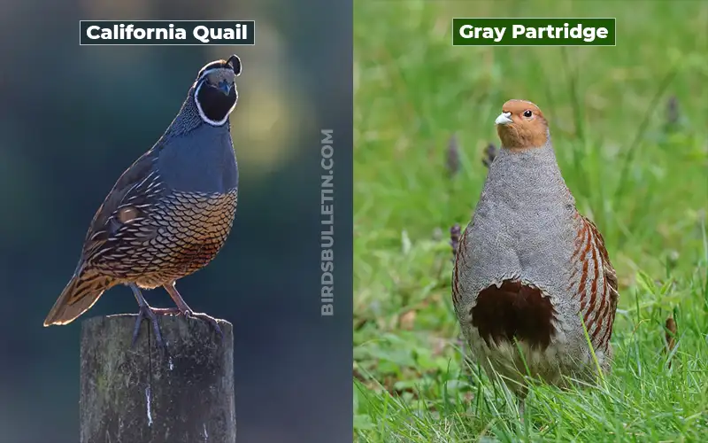 Birds Look Like Gray Partridge