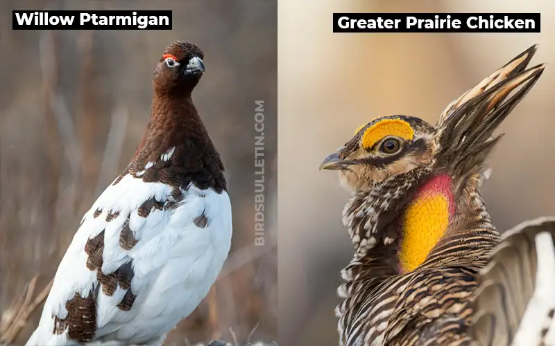 Birds Look Like Greater Prairie Chicken