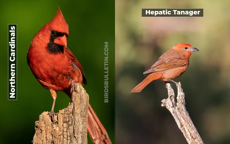 Birds Look Like Hepatic Tanager