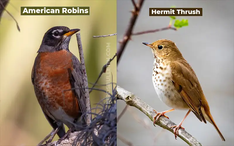 Birds Look Like Hermit Thrush