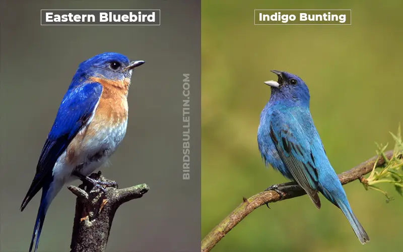 Birds Look Like Indigo Bunting