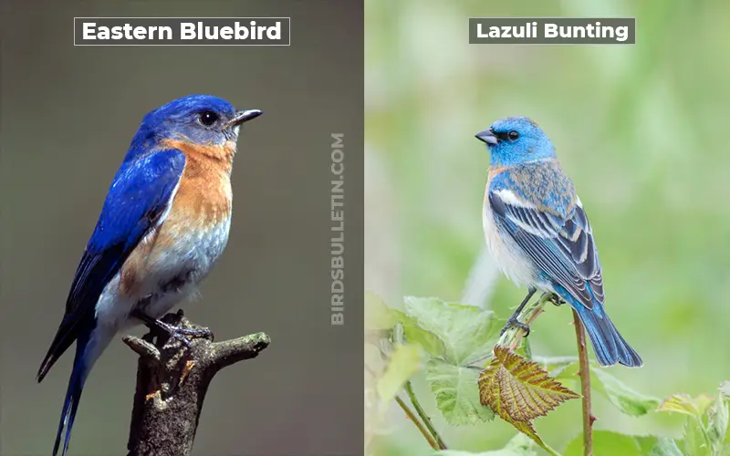 Birds Look Like Lazuli Bunting
