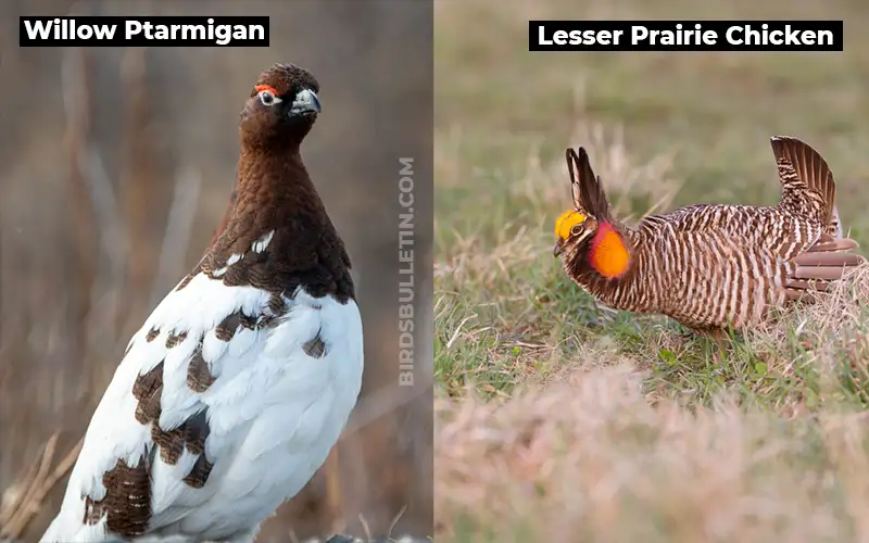 Birds Look Like Lesser Prairie Chicken