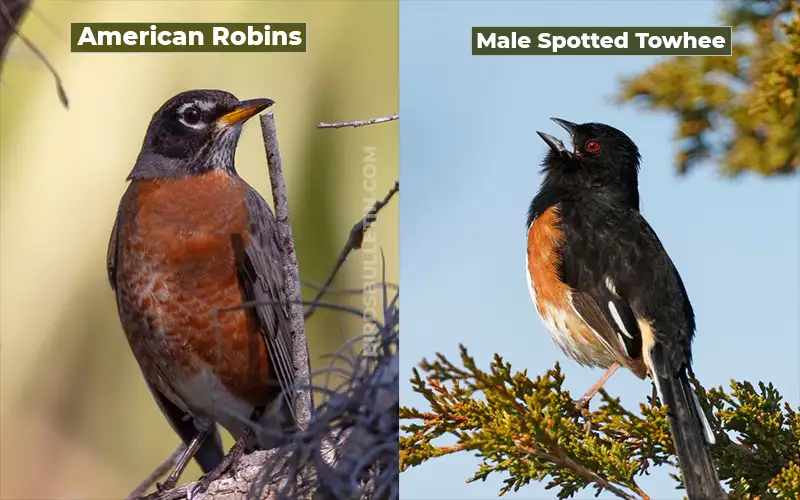 Birds Look Like Male Spotted Towhee