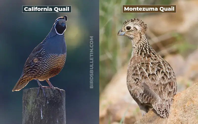 Birds Look Like Montezuma-Quail