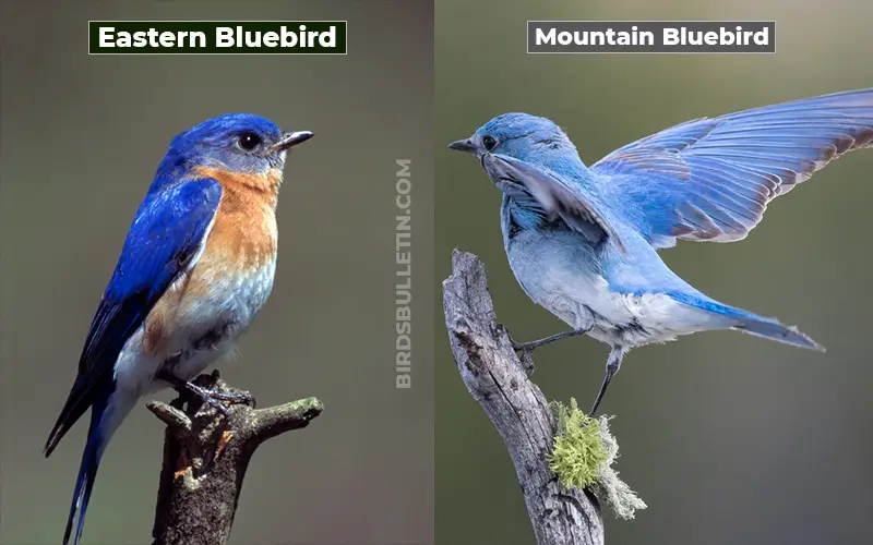 Birds Look Like Mountain Bluebird
