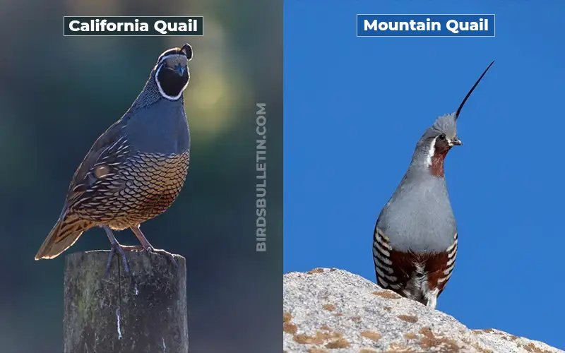 Birds Look Like Mountain Quail