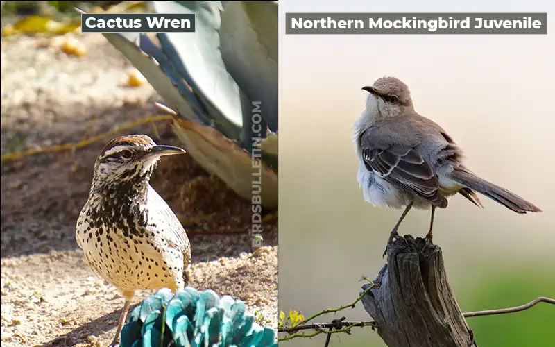 Birds Look Like Northern Mockingbird Juvenile