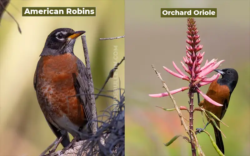 Birds Look Like Orchard Oriole