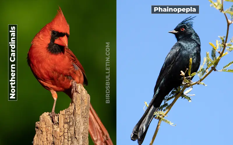 Birds Look Like Phainopepla