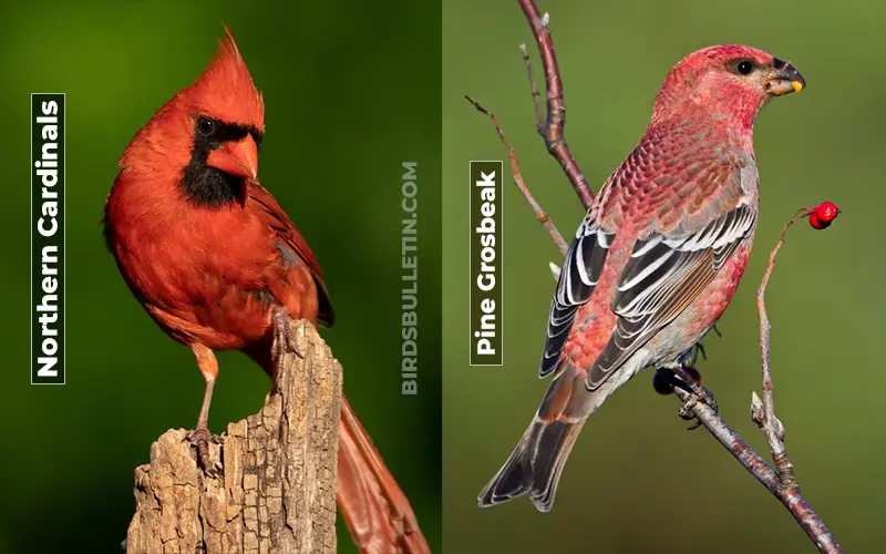 Birds Look Like Pine Grosbeak