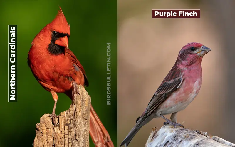 Birds Look Like Purple Finch