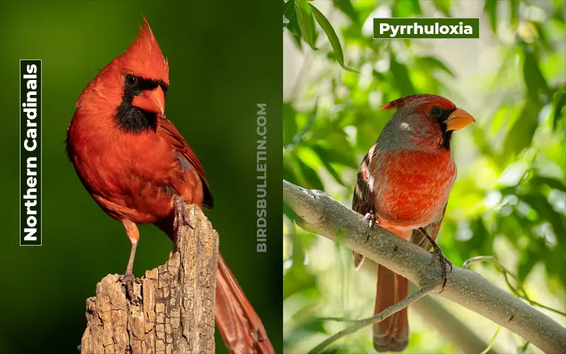 Birds Look Like Pyrrhuloxia