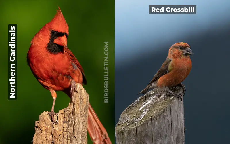 Birds Look Like Red Crossbill
