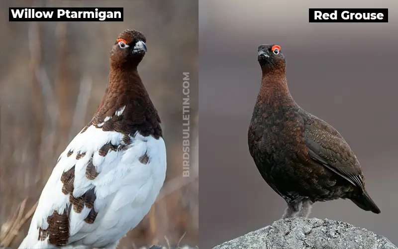 Birds Look Like Red Grouse