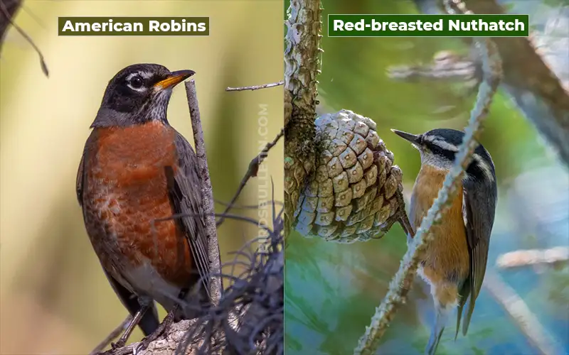 10 Birds That Look Like American Robins - Birds Bulletin