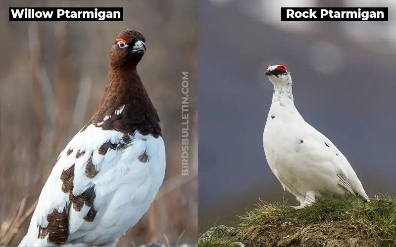 Birds Look Like Rock Ptarmigan
