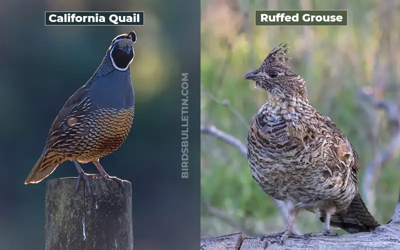 Birds Look Like Ruffed-Grouse