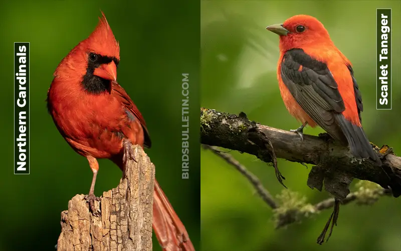 Birds Look Like Scarlet Tanager