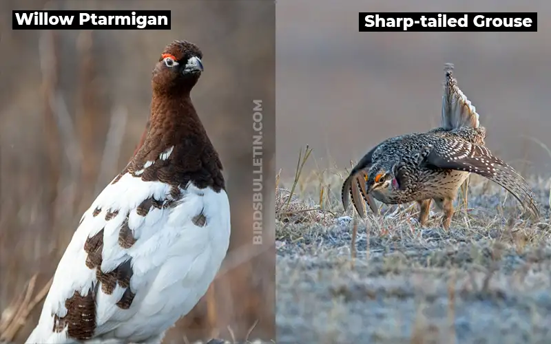 Birds Look Like Sharp tailed-Grouse
