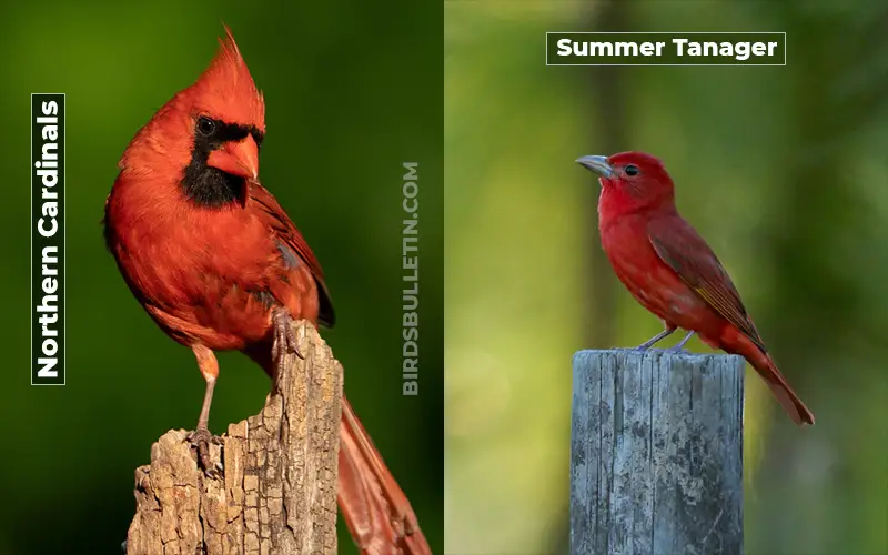 Birds Look Like Summer Tanager