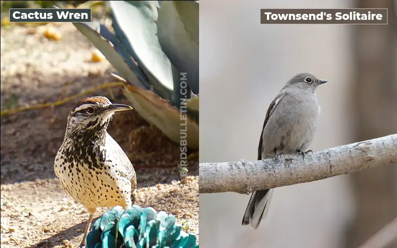 Birds Look Like Townsend's Solitaire
