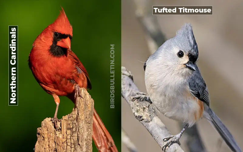 Birds Look Like Tufted Titmouse