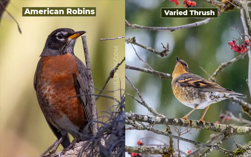 Birds Look Like Varied Thrush