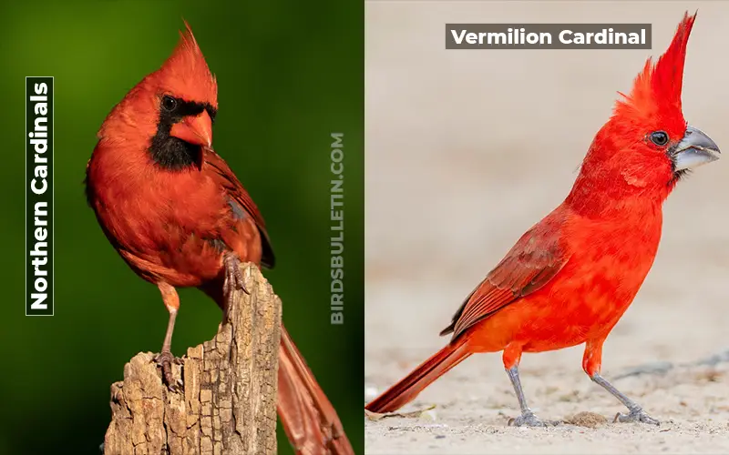 Birds Look Like Vermilion Cardinal