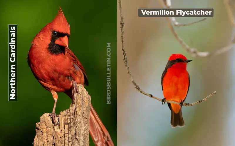 Birds Look Like Vermilion Flycatcher
