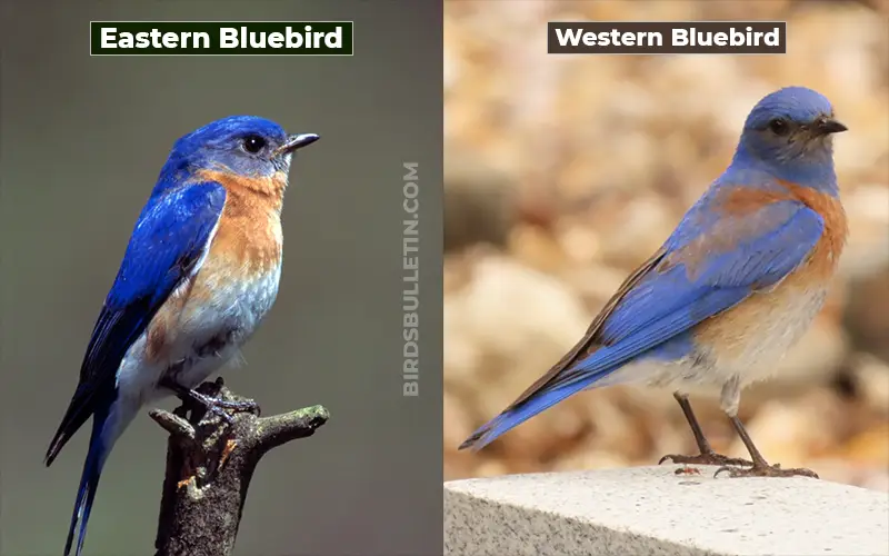 Birds Look Like Western Bluebird