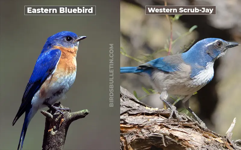 Birds Look Like Western Scrub-Jay
