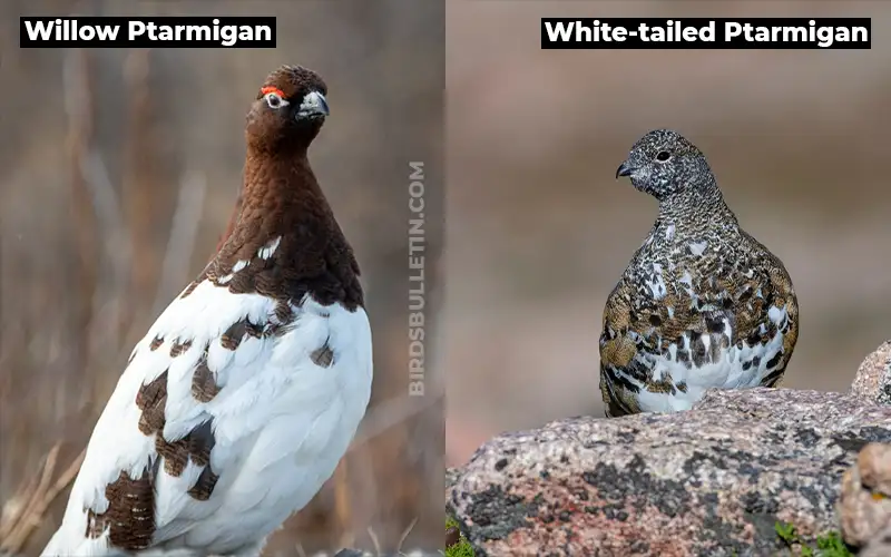Birds Look Like White tailed Ptarmigan