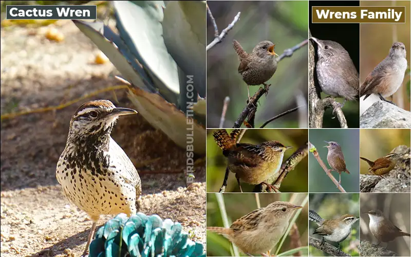 Birds Look Like Wrens Family