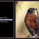 Birds That Look Like American Robins