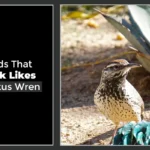 Birds That Look Like Cactus Wren