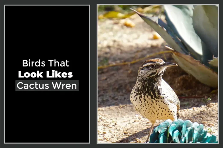 8 Birds That Look Like Cactus Wren