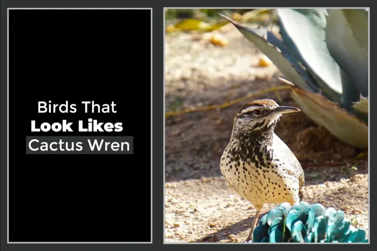 Birds That Look Like Cactus Wren