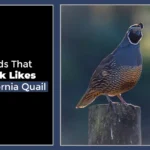 Birds That Look Like California Quail