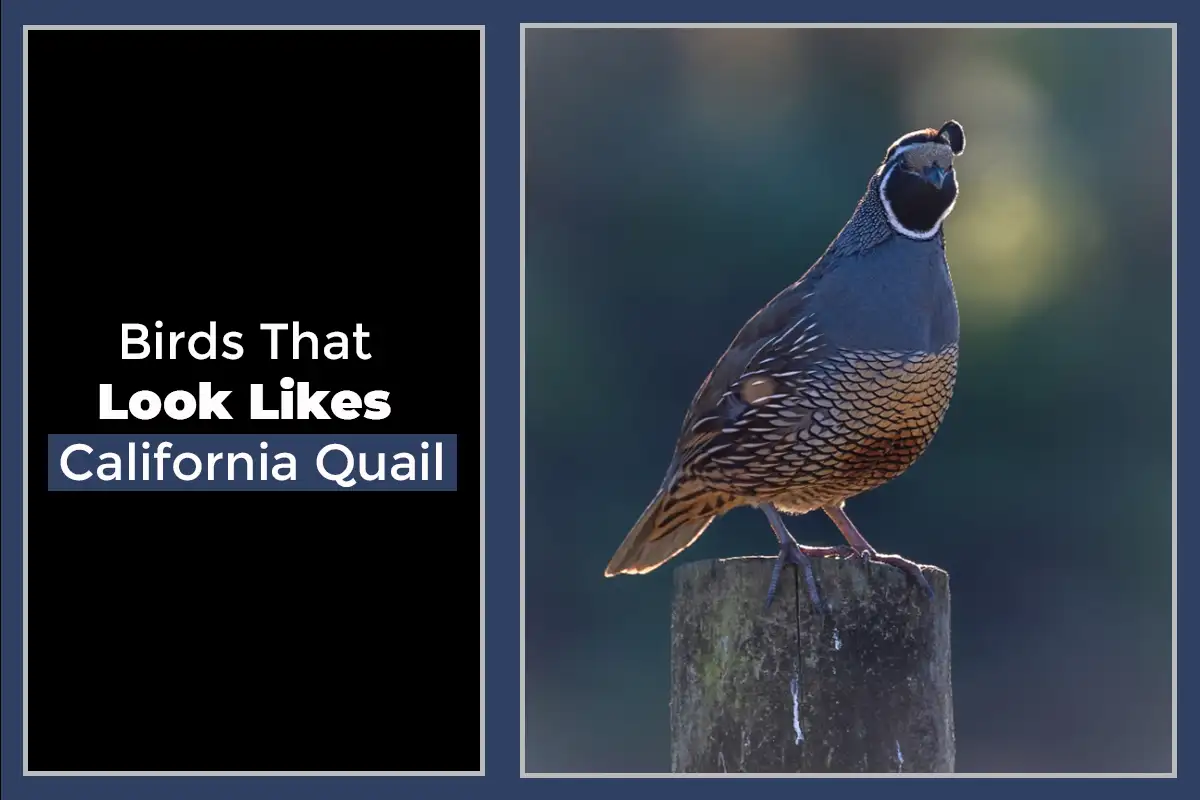 9 Birds That Look Like California Quail Birds Bulletin
