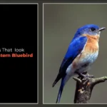 Birds That Look Like Eastern Bluebird