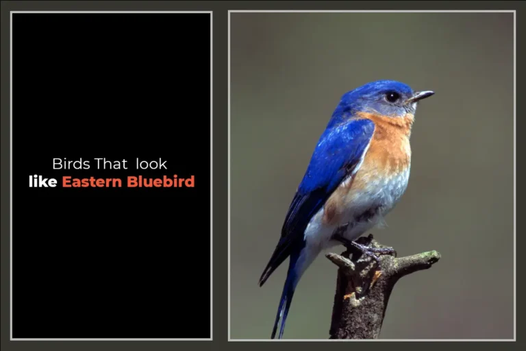 10 Birds That Look Like Eastern Bluebirds