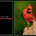 Birds-That-Look-Like-Northern-Cardinals
